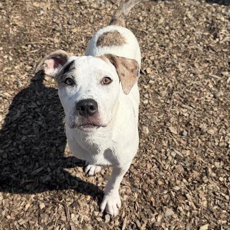 Maple, a Adoptable Mixed Breed in Wappingers Falls, NY image 6/6