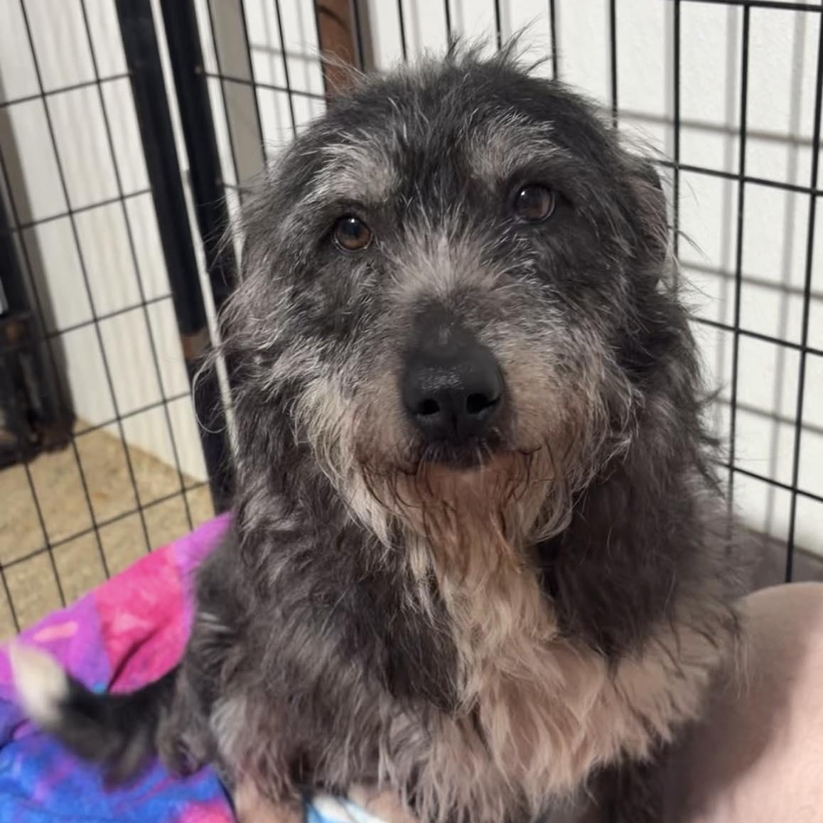 Briar, ADOPTABLE, Adult Female Terrier.