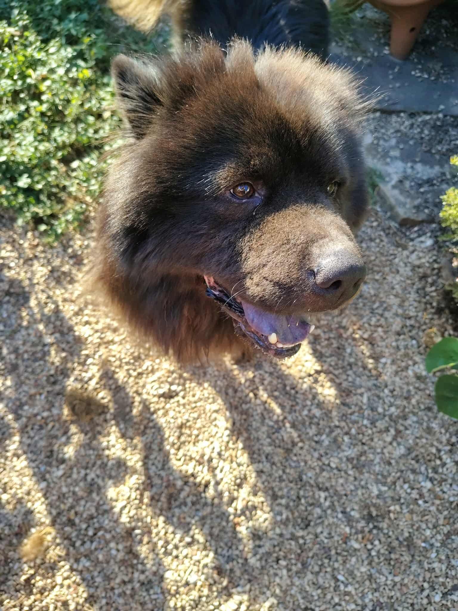 Enlarge Pringles FKA Beast, a Adoptable Chow Chow in Houston, TX image 3/3