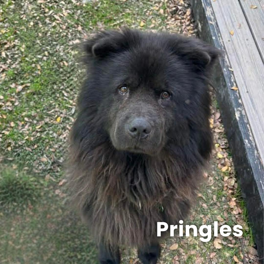 Enlarge Pringles FKA Beast, a Adoptable Chow Chow in Houston, TX image 1/3
