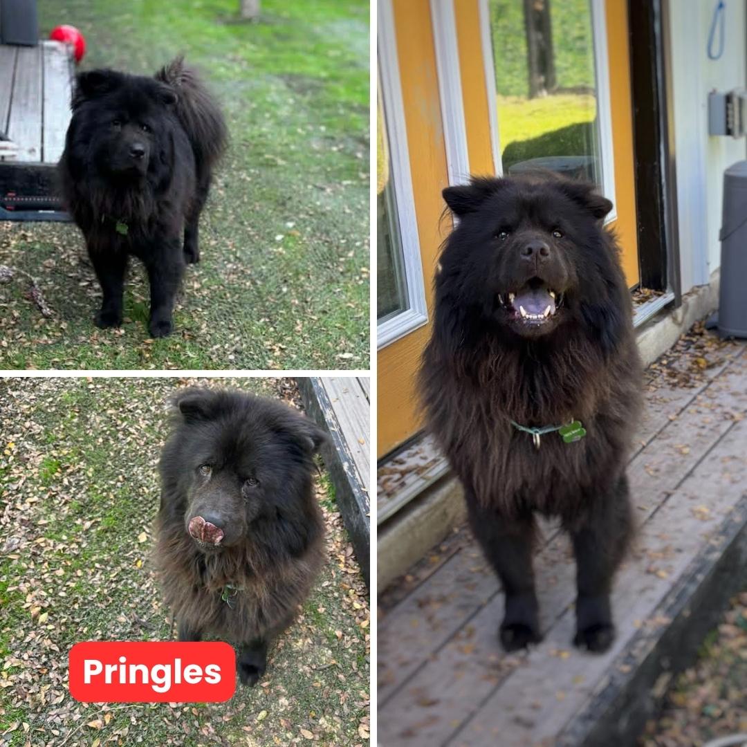Enlarge Pringles FKA Beast, a Adoptable Chow Chow in Houston, TX image 2/3