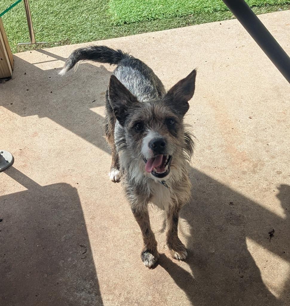 Connor, Adoptable, Adult Male Chihuahua & Terrier.