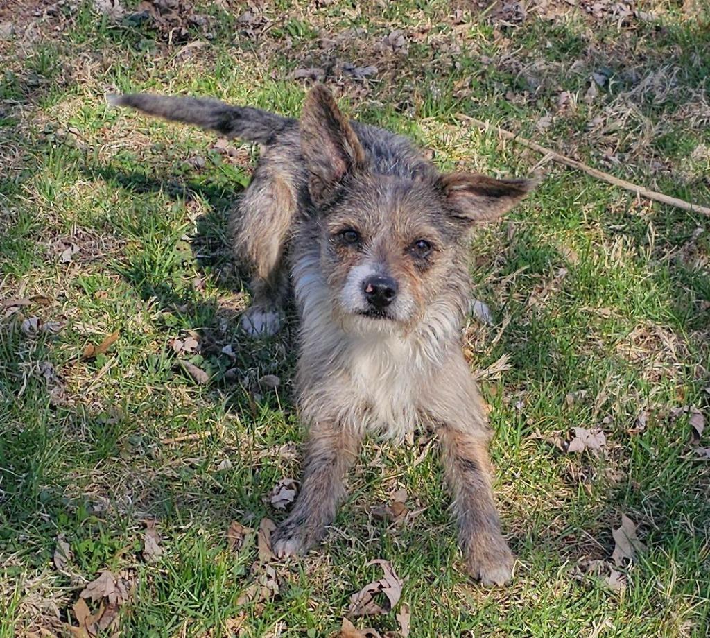 Connor, Adoptable, Adult Male Chihuahua & Terrier.