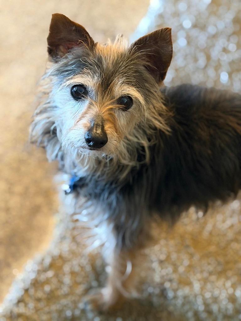 Enlarge Connor, a Adoptable mixed breed in Indianola, IA image 2/2