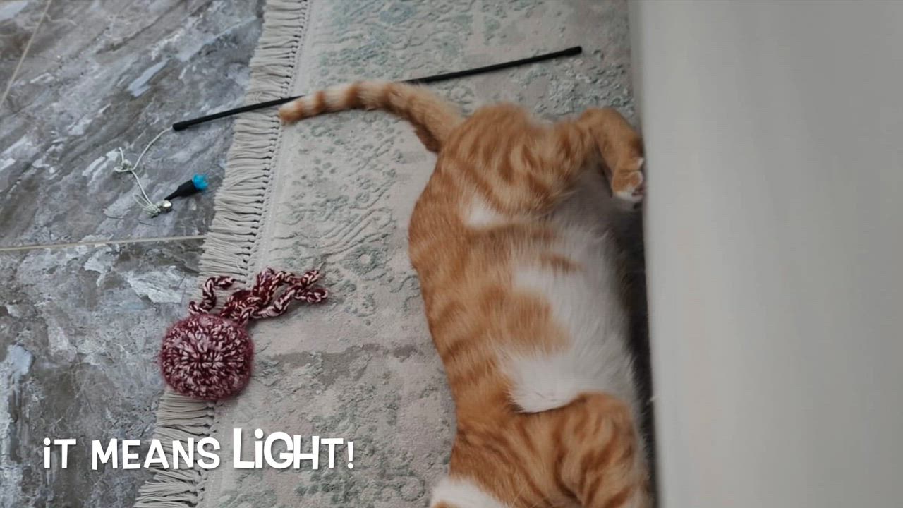 Enlarge Nour, the Ray of Light, a Adoptable mixed breed in Somerset, NJ video 6/6