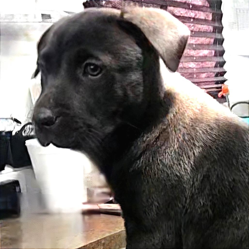 Enlarge KD, an adopted mixed breed in Castleton-On-Hudson, NY image 6/6