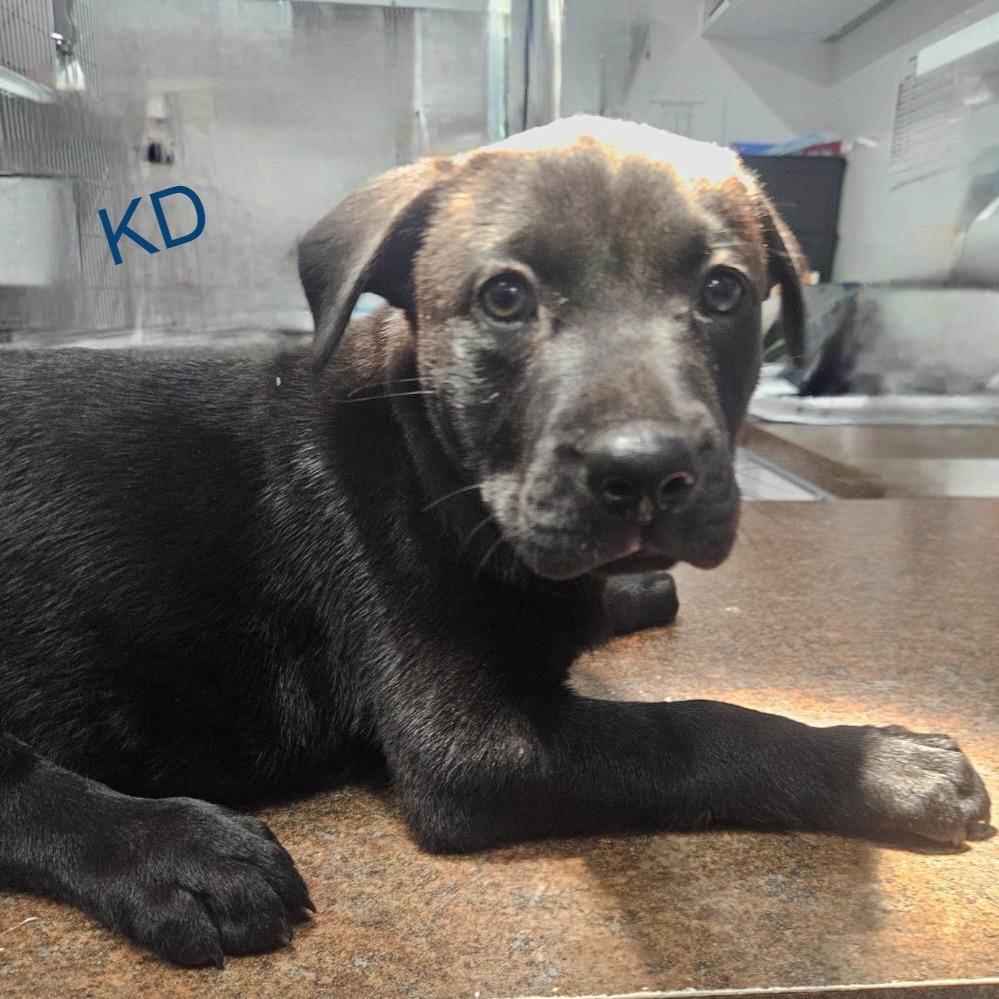 Enlarge KD, an adopted mixed breed in Castleton-On-Hudson, NY image 5/6