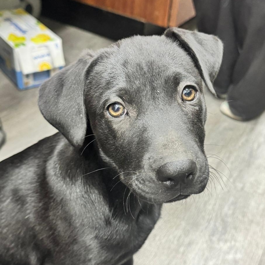 KD, adopted, Puppy Male Terrier & Mixed Breed.