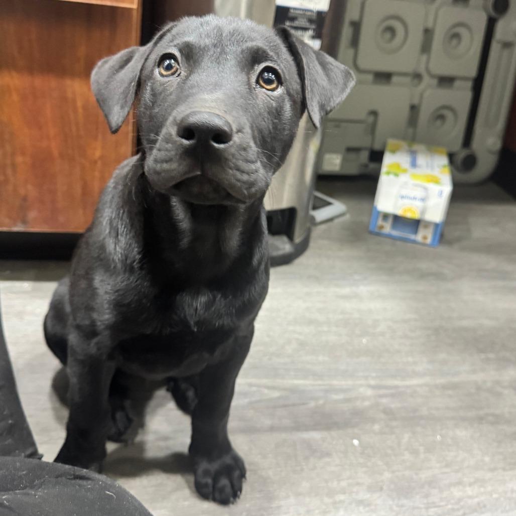 Enlarge KD, an adopted mixed breed in Castleton-On-Hudson, NY image 3/6