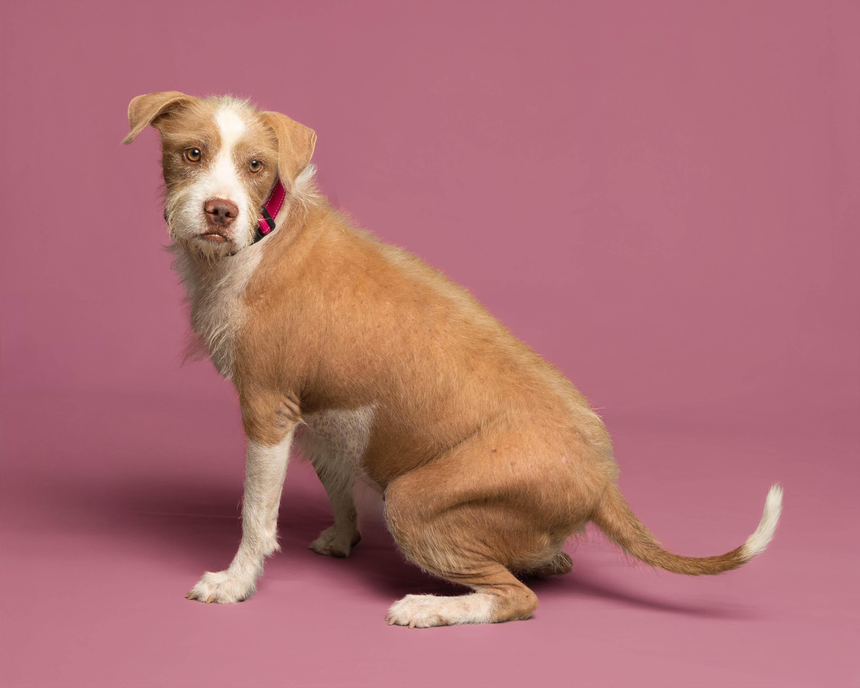Annie, an adoptable Wirehaired Terrier, Pit Bull Terrier in Aransas Pass, TX, 78335 | Photo Image 1