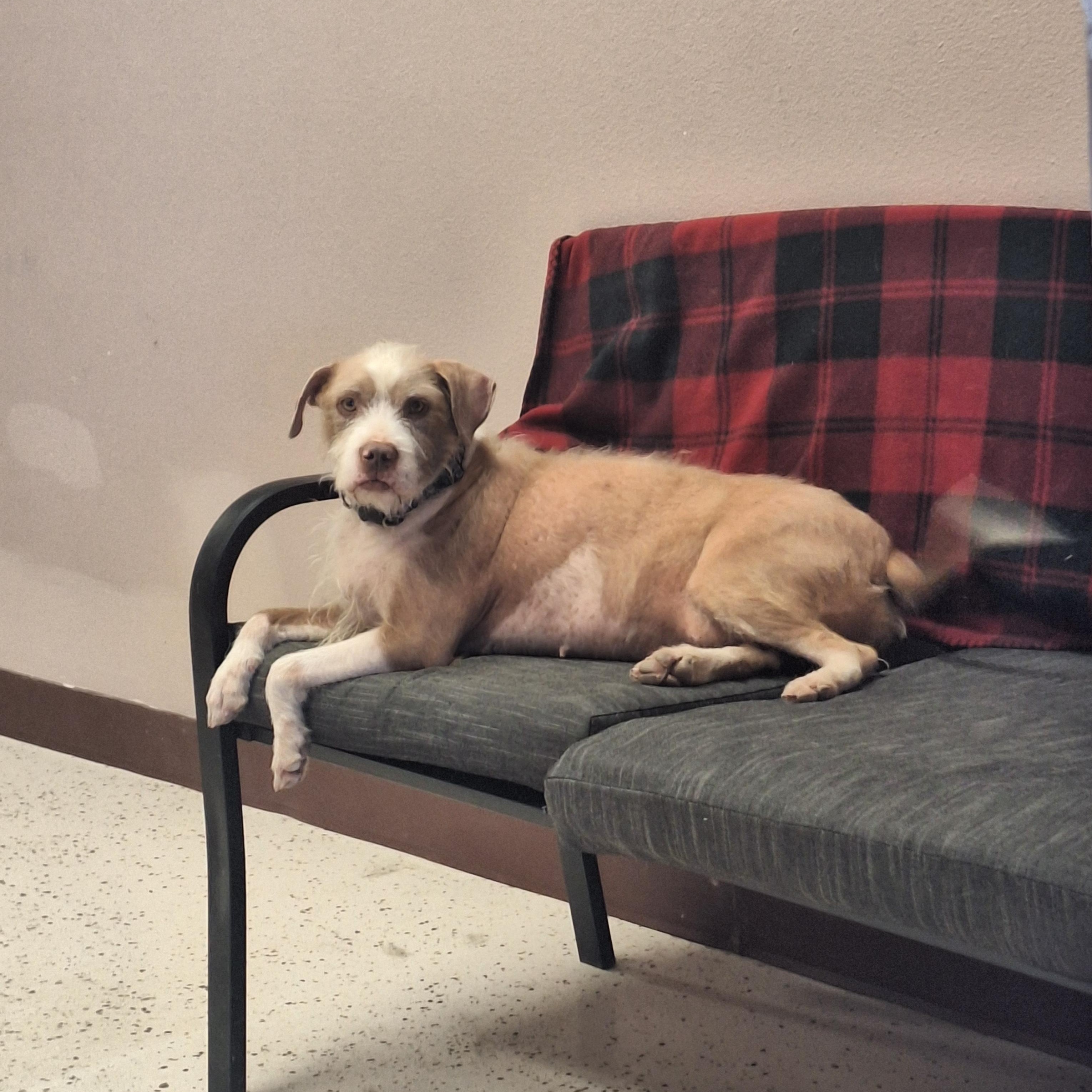 Annie, an adoptable Wirehaired Terrier, Pit Bull Terrier in Aransas Pass, TX, 78335 | Photo Image 5