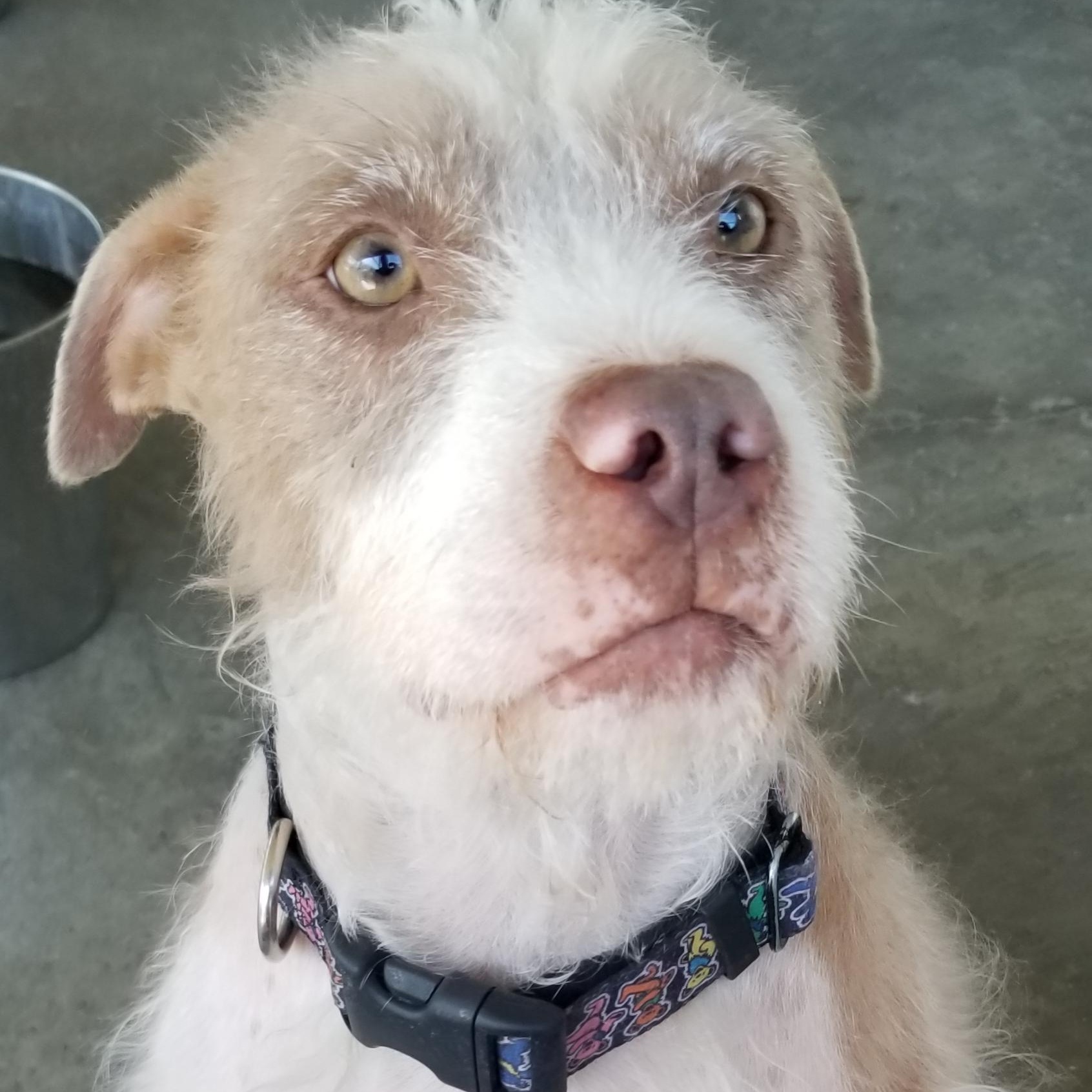 Annie, an adoptable Wirehaired Terrier, Pit Bull Terrier in Aransas Pass, TX, 78335 | Photo Image 6