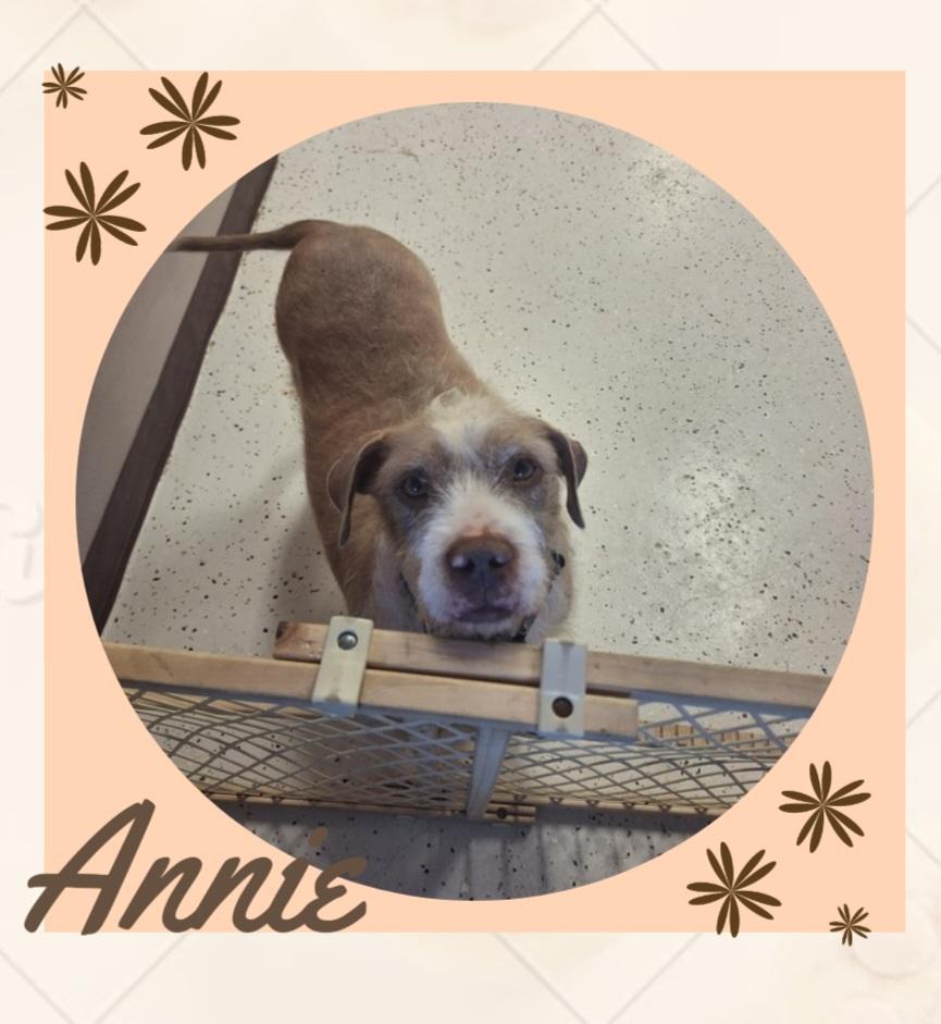 Annie, an adoptable Wirehaired Terrier, Pit Bull Terrier in Aransas Pass, TX, 78335 | Photo Image 4
