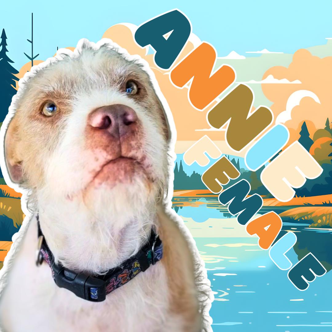 Annie, an adoptable Wirehaired Terrier, Pit Bull Terrier in Aransas Pass, TX, 78335 | Photo Image 3