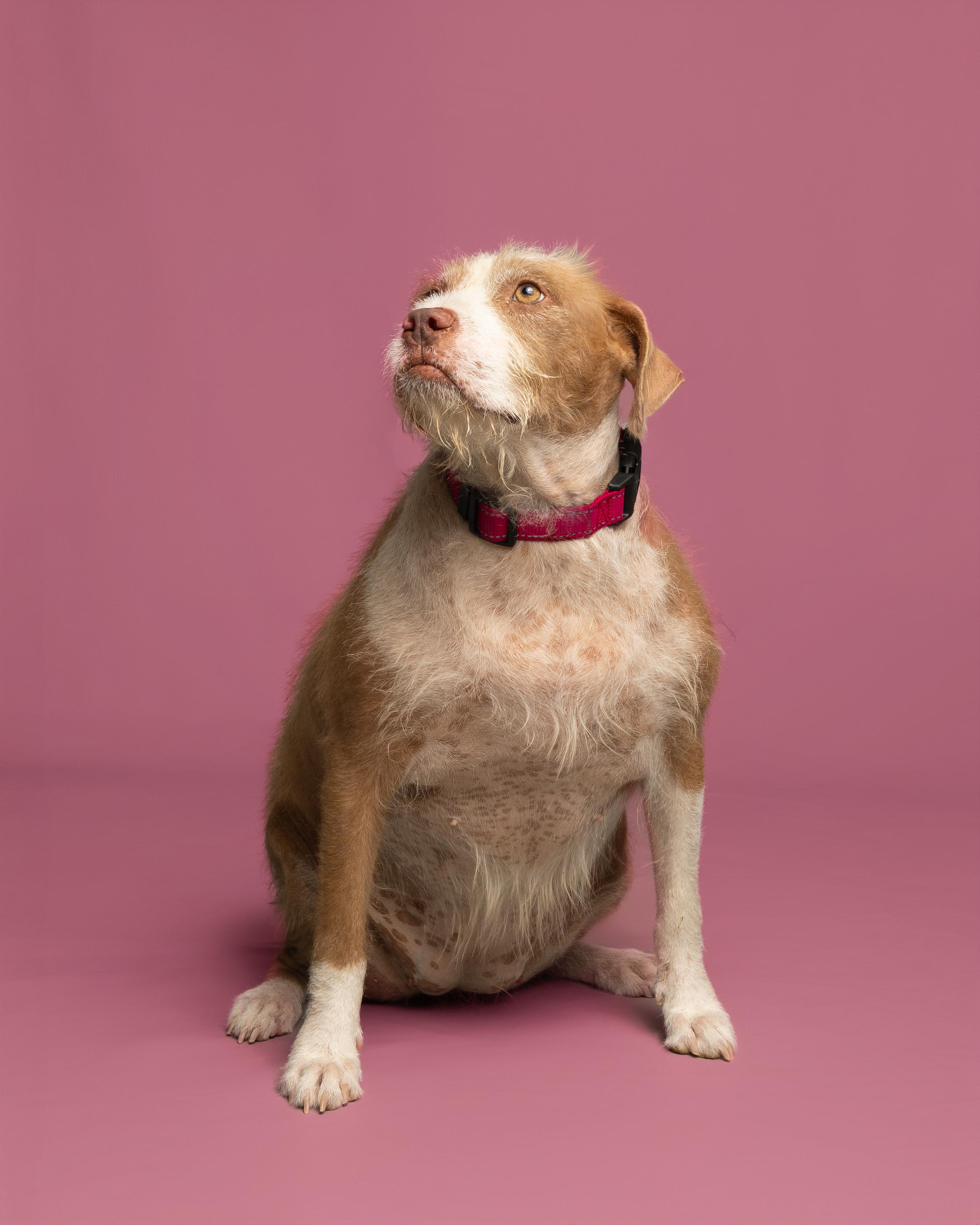 Annie, an adoptable Wirehaired Terrier, Pit Bull Terrier in Aransas Pass, TX, 78335 | Photo Image 2