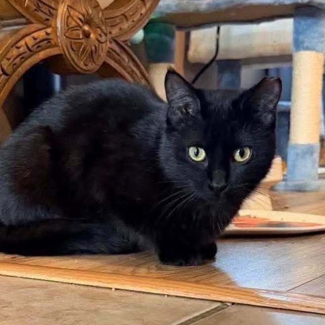 Enlarge Minnie, a ADOPTABLE Domestic Short Hair in Lubbock, TX image 1/3