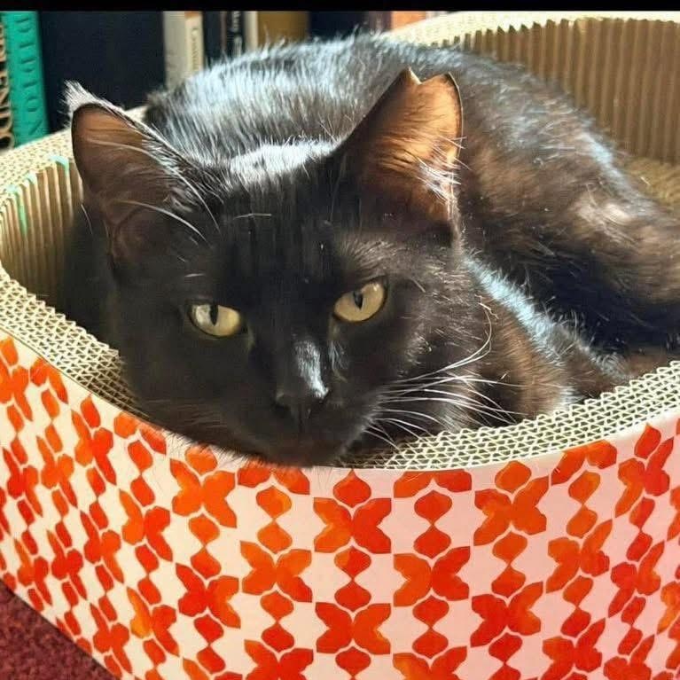 Enlarge Minnie, a ADOPTABLE Domestic Short Hair in Lubbock, TX image 2/3