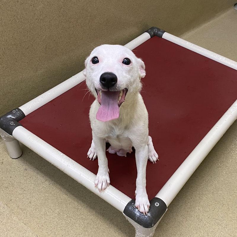 Pogo, an adopted Jack Russell Terrier in Monroe, GA image 1/2