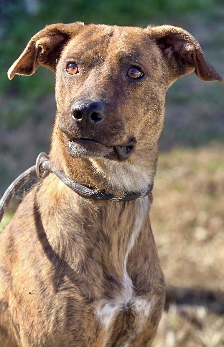 Sadie, Adoptable, Young Female Mixed Breed.