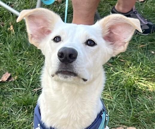 Pup Parker, a Adoptable mixed breed in Washington, DC image 1/6