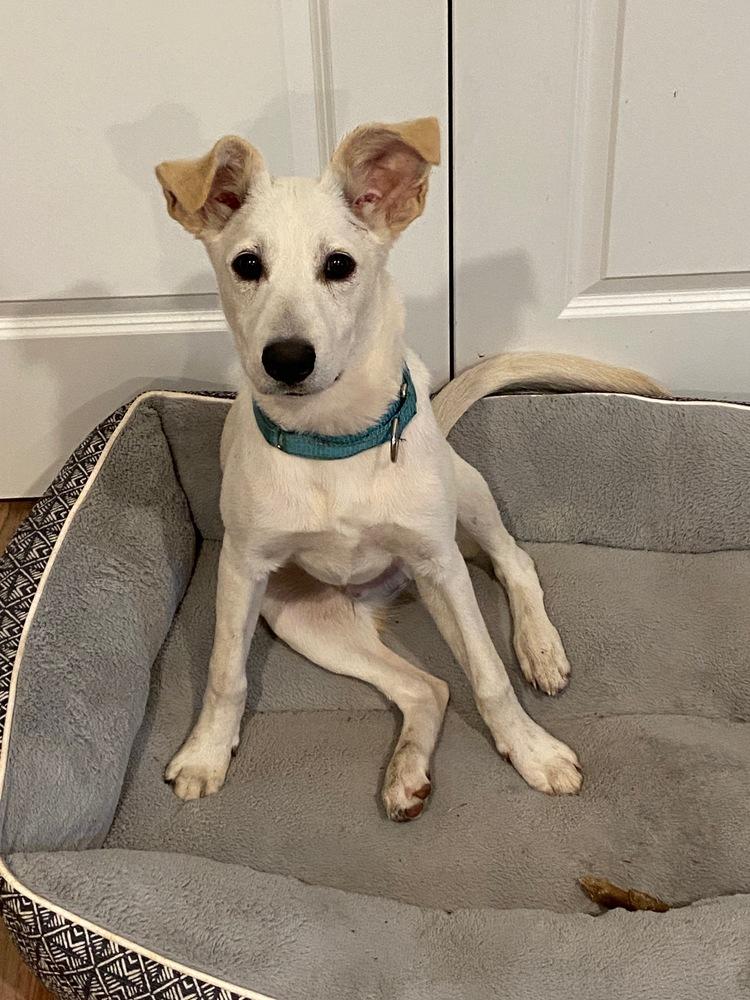 Pup Parker, a Adoptable mixed breed in Washington, DC image 2/6