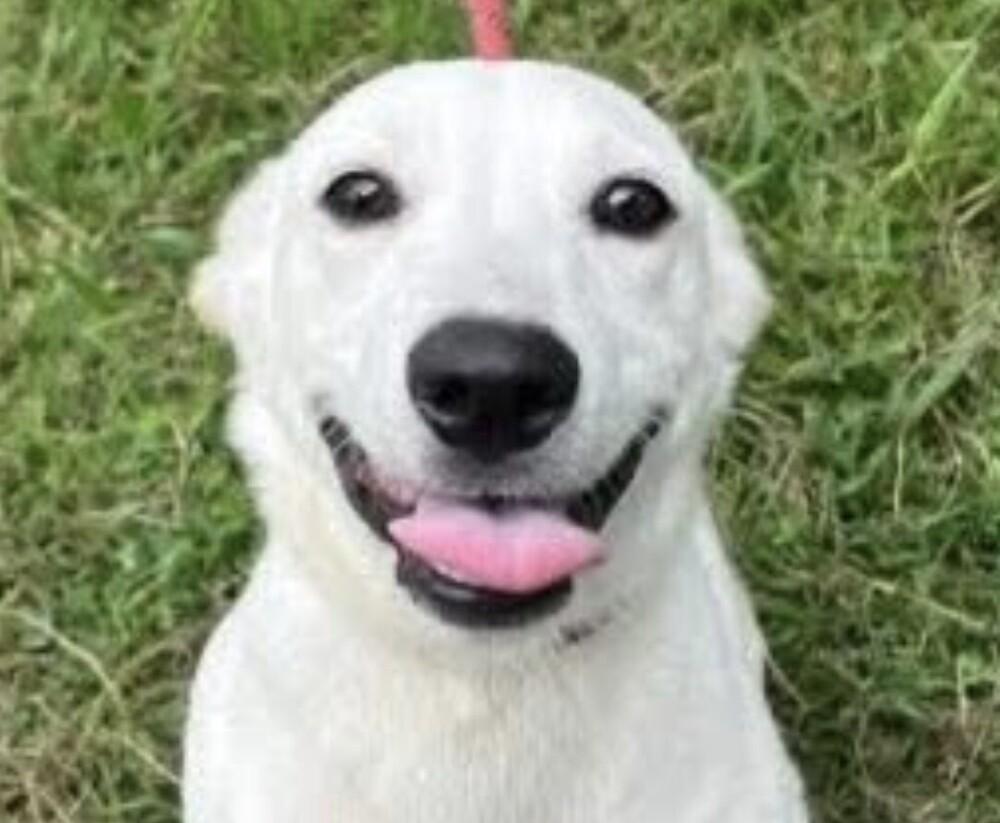 Pup Parker, a Adoptable mixed breed in Washington, DC image 3/6