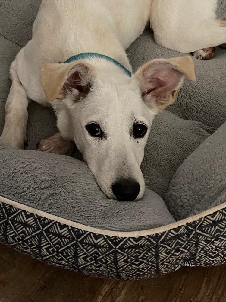 Pup Parker, a Adoptable mixed breed in Washington, DC image 4/6