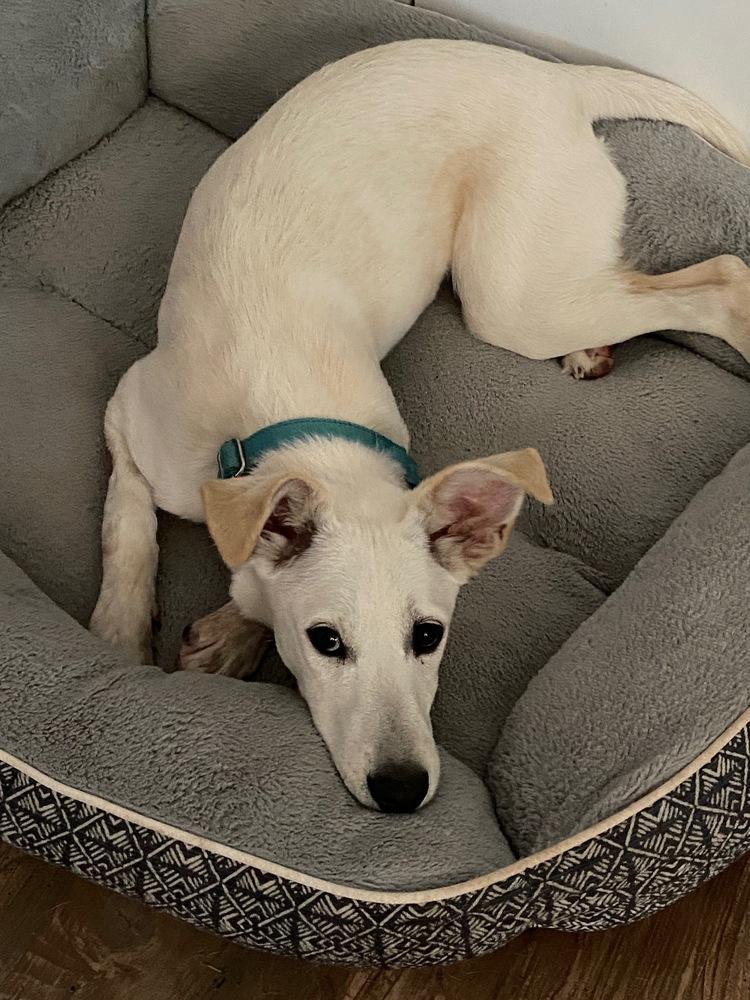 Pup Parker, a Adoptable mixed breed in Washington, DC image 5/6