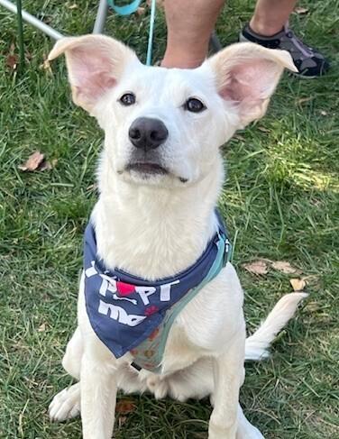 Pup Parker, a Adoptable mixed breed in Washington, DC image 6/6