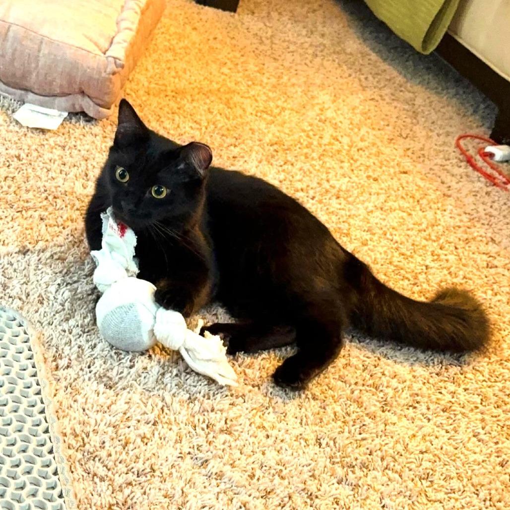 Sage — thumbnail 3