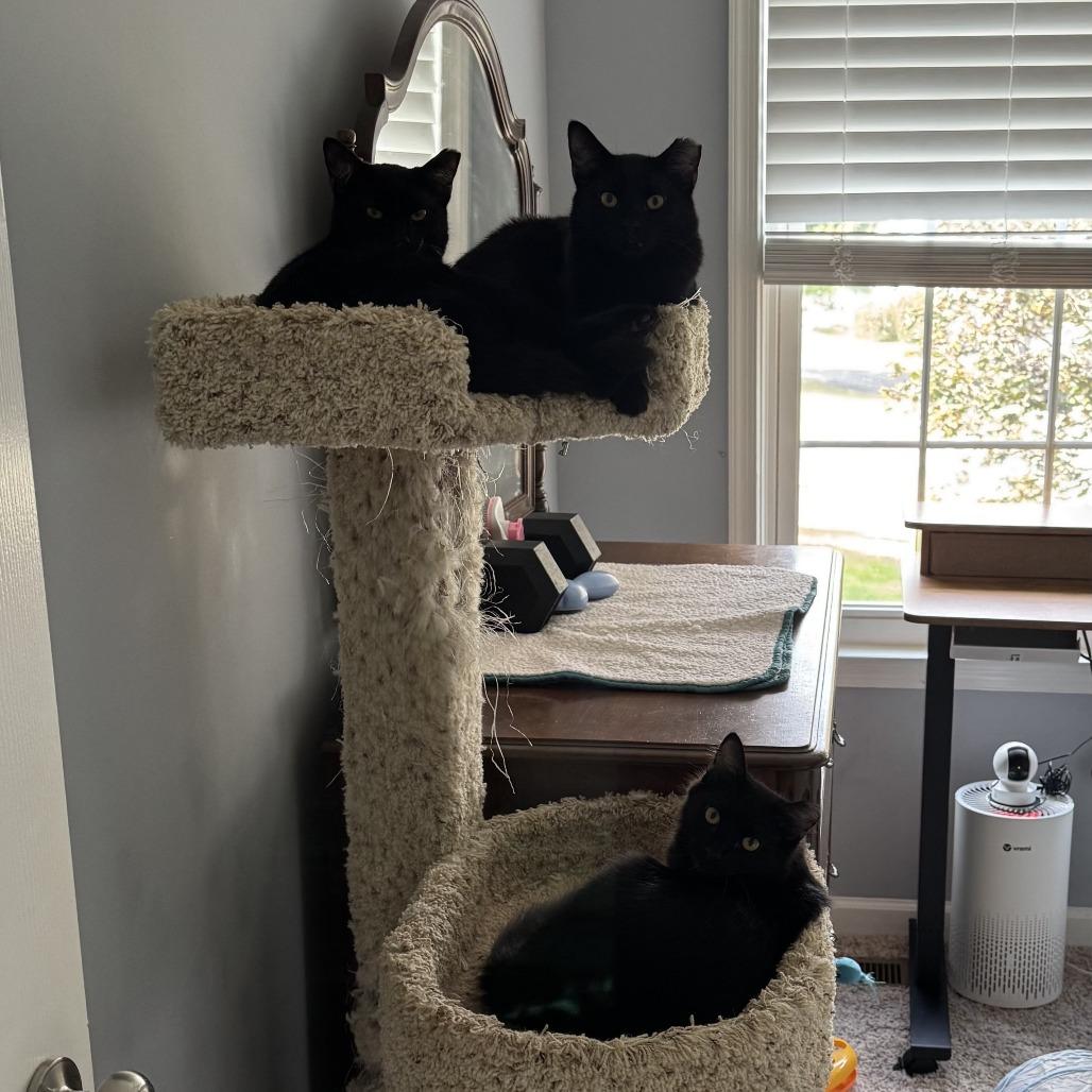 Sage — thumbnail 4