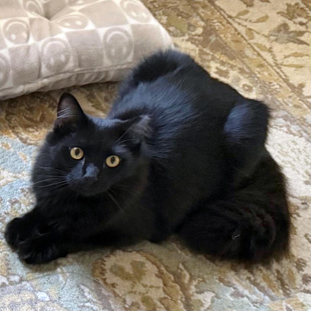 Sage — thumbnail 5