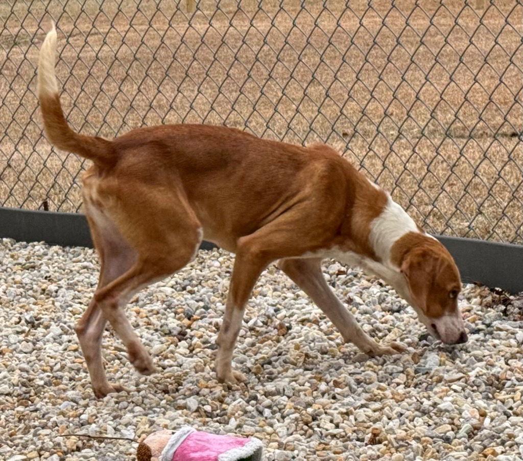 25-706 Puddin, Adoptable, Young Female Hound.