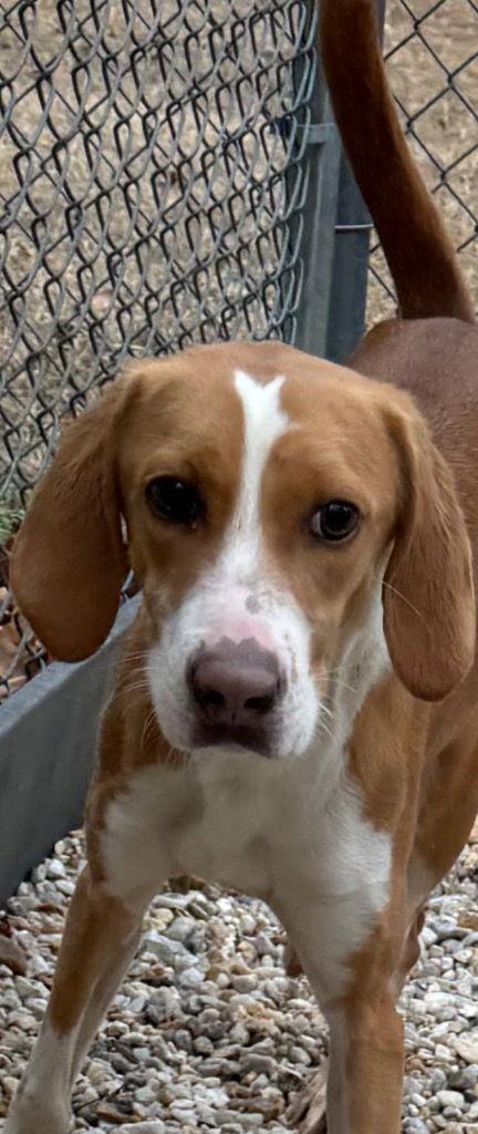 25-706 Puddin, a Adoptable Hound in Tarboro, NC image 2/2