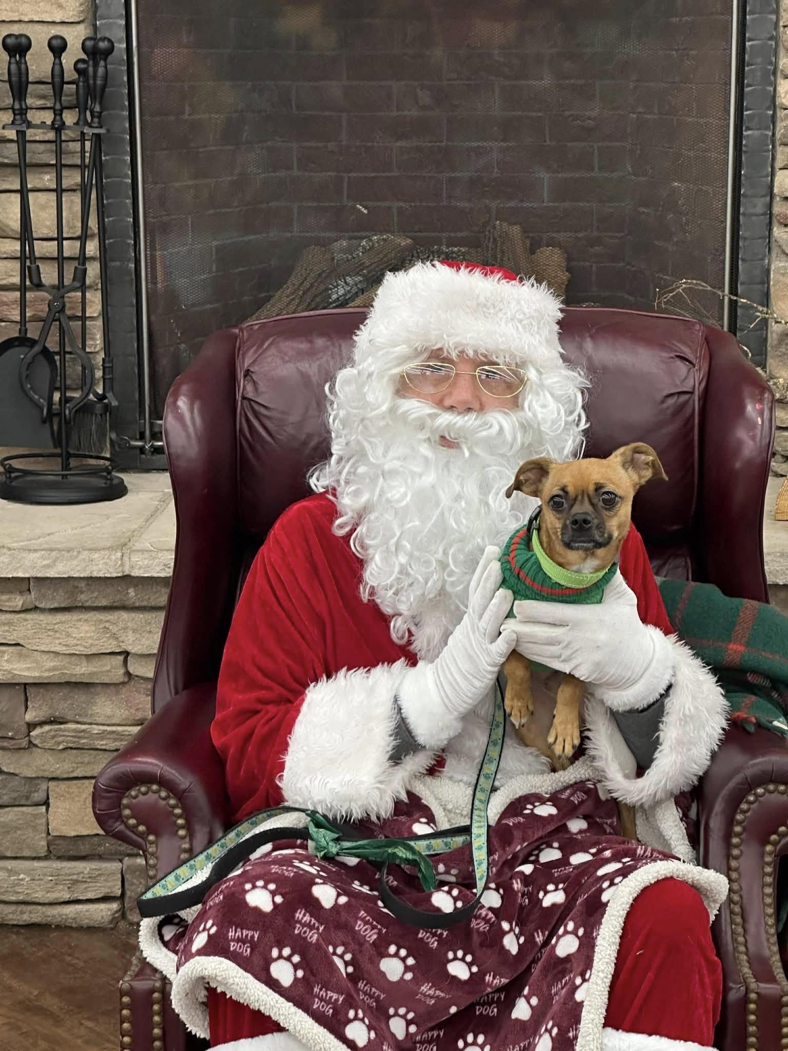 Enlarge Mikey, a Adoptable mixed breed in Covington, WA image 5/6