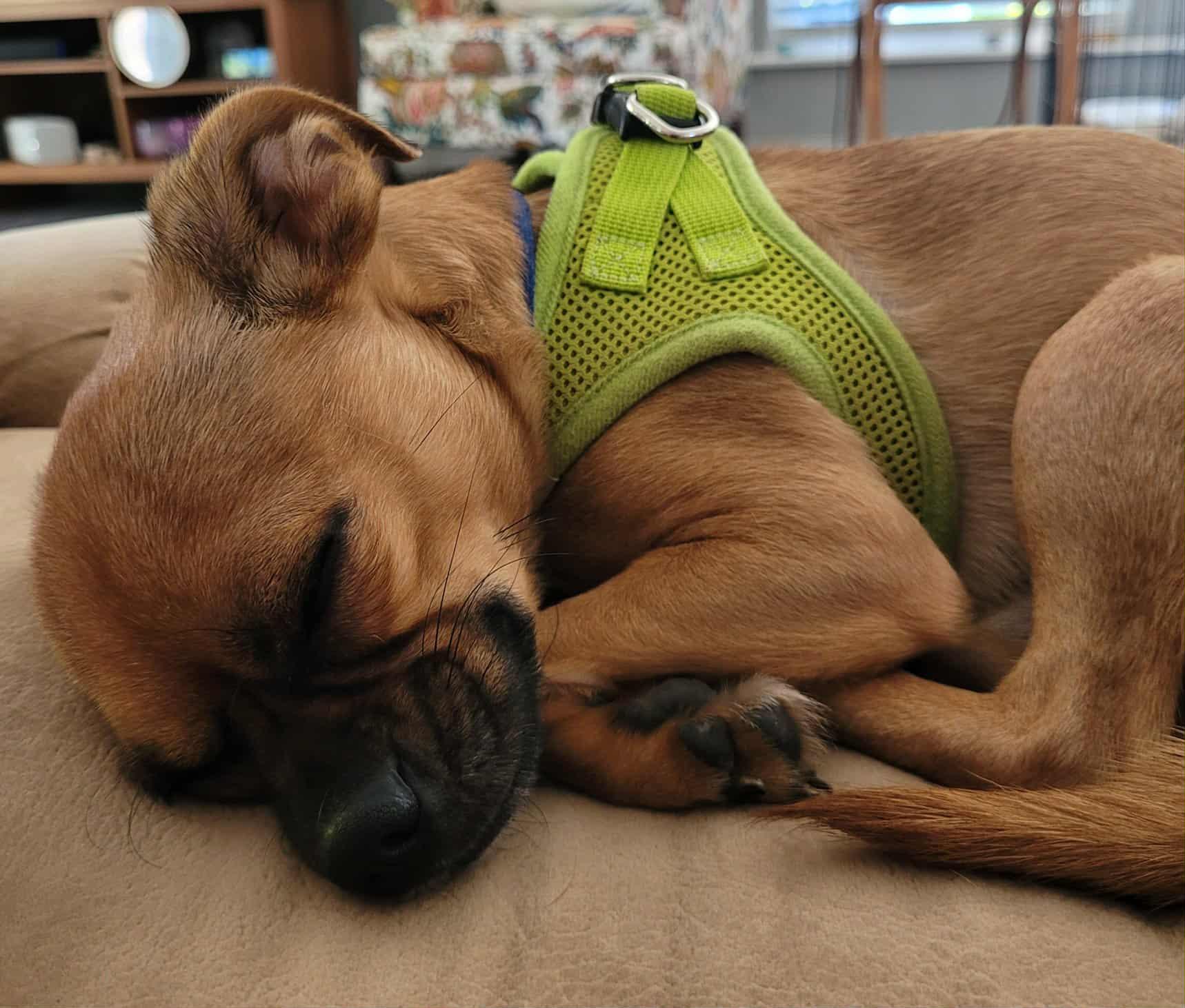 Enlarge Mikey, a Adoptable mixed breed in Covington, WA image 3/6