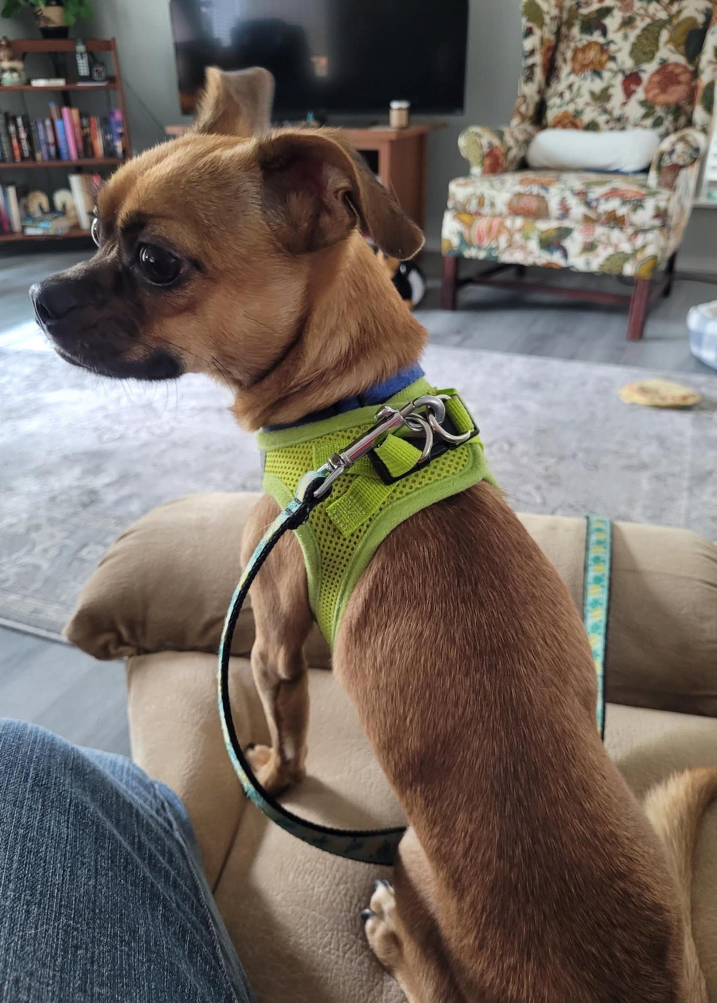 Enlarge Mikey, a Adoptable mixed breed in Covington, WA image 6/6