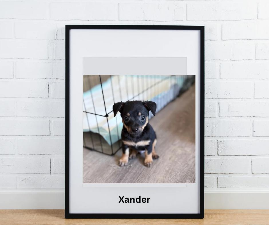 Xander