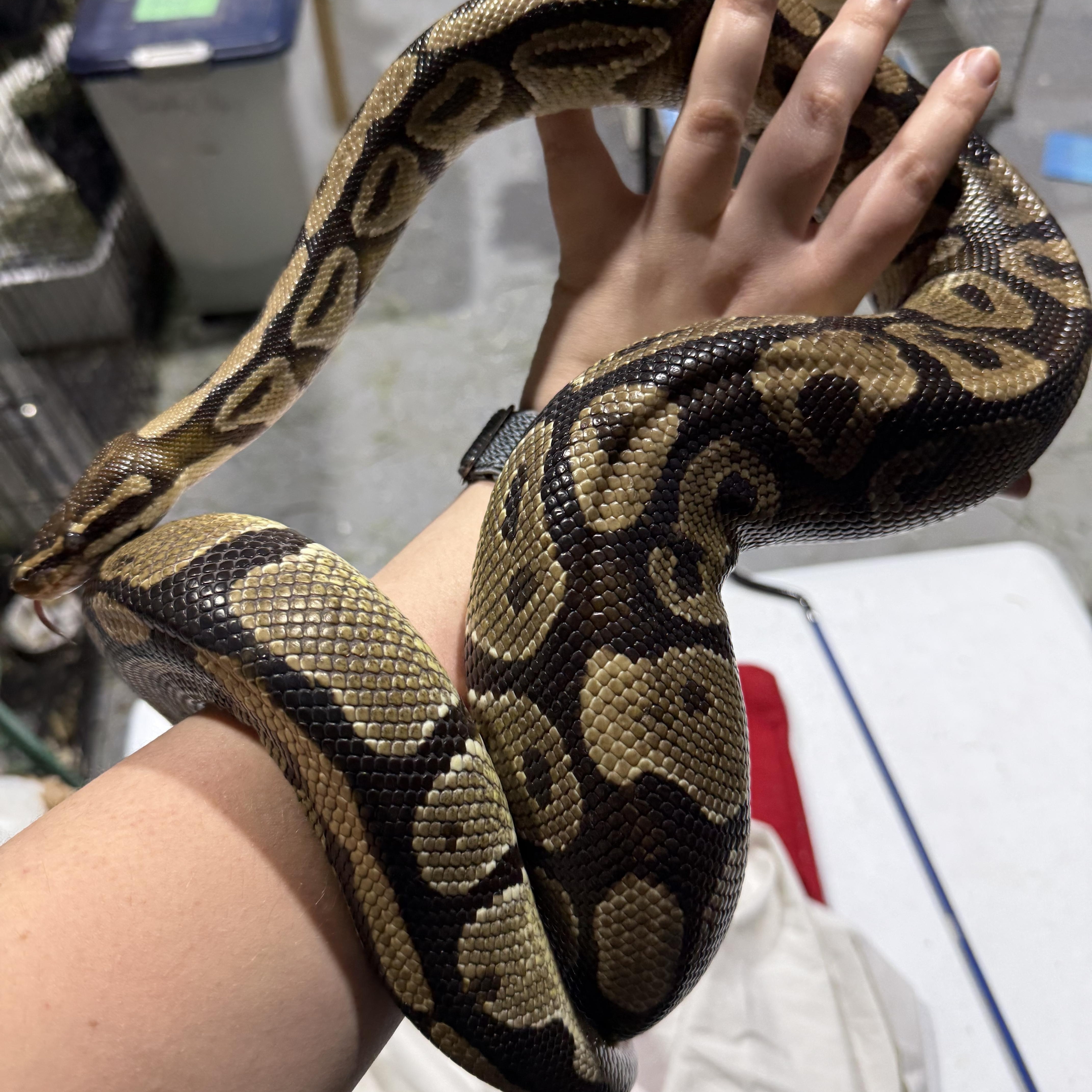Enlarge Newark, a ADOPTABLE Ball Python in Howell, NJ image 1/1