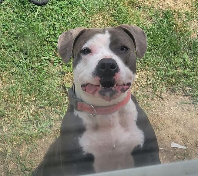 Penny, Adoptable, Adult Female Pit Bull Terrier.