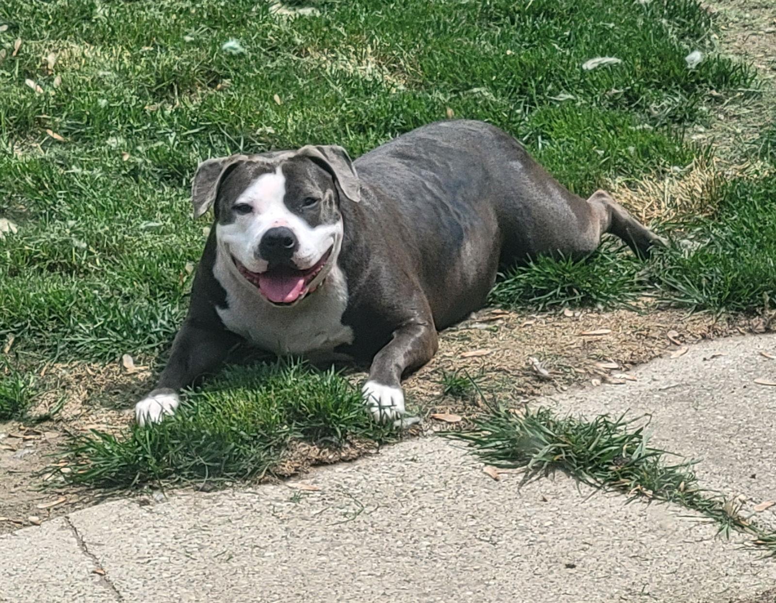 Enlarge Penny, a Adoptable Pit Bull Terrier in Livonia, MI image 2/3