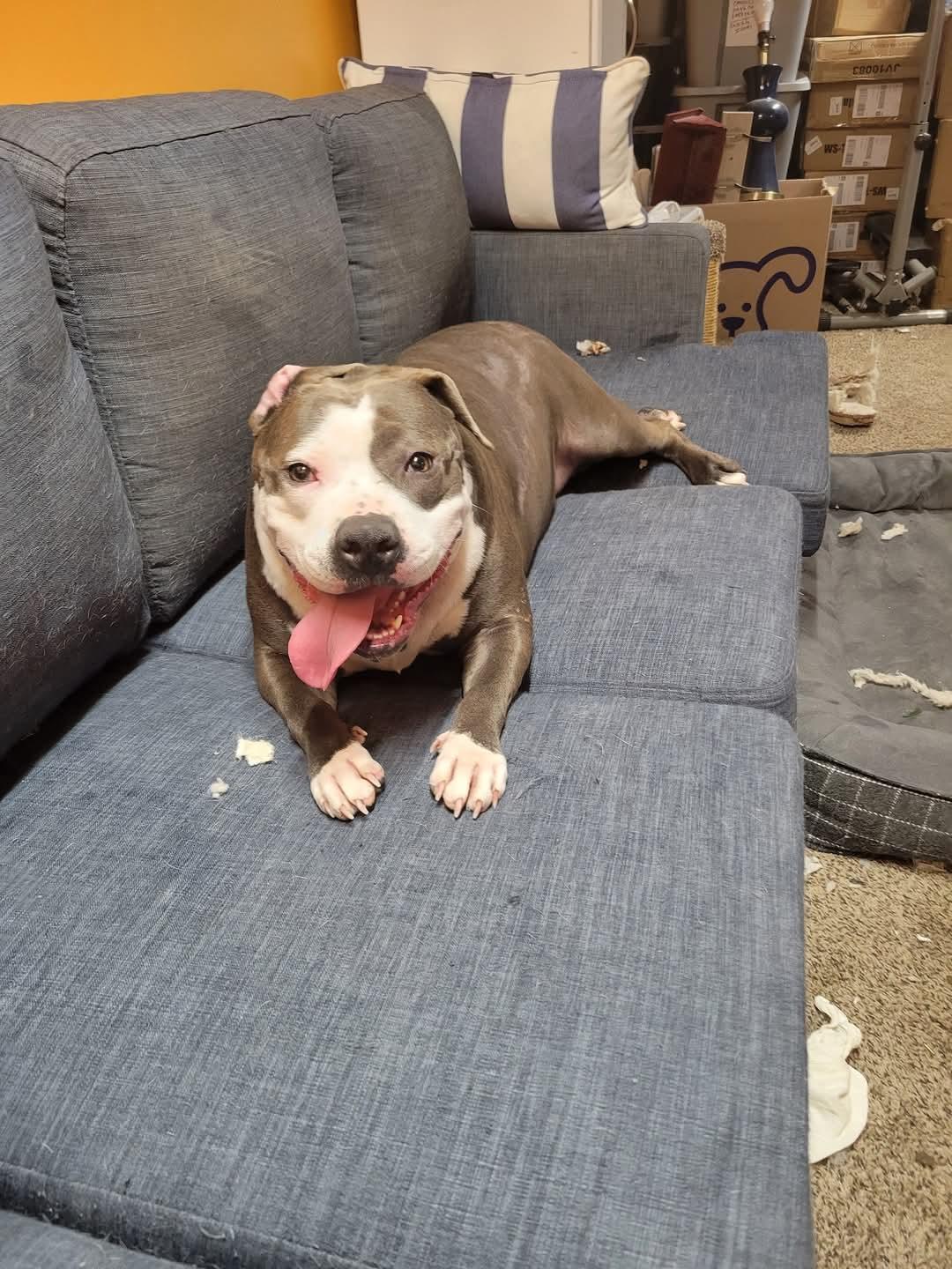 Enlarge Penny, a Adoptable Pit Bull Terrier in Livonia, MI image 3/3