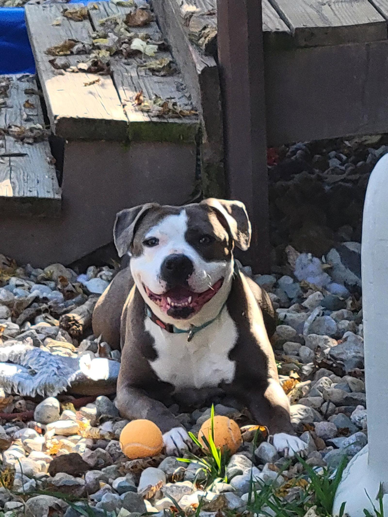 Enlarge Penny, a Adoptable Pit Bull Terrier in Livonia, MI image 3/3