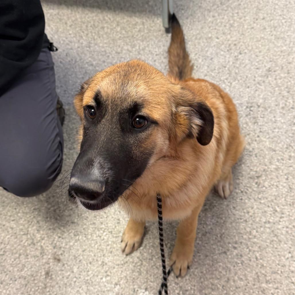 Maple, Adoptable, Young Female German Shepherd Dog & Mixed Breed.