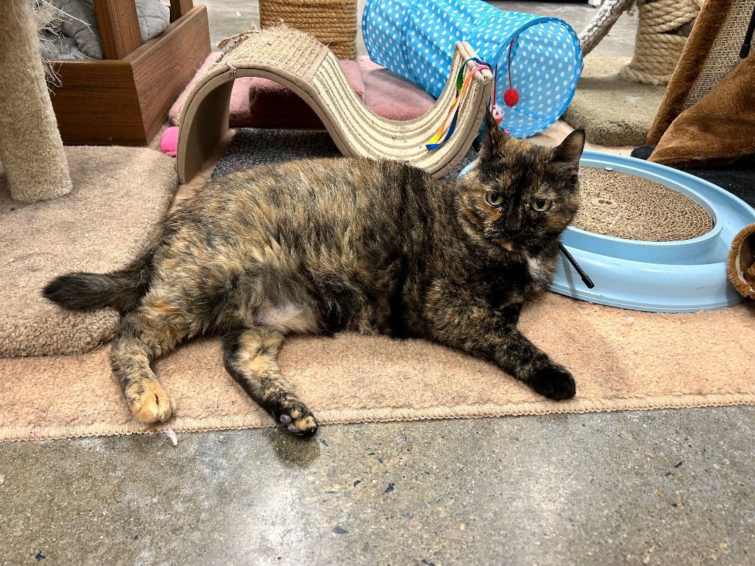 Annie, a Adoptable Domestic Short Hair image 1/4