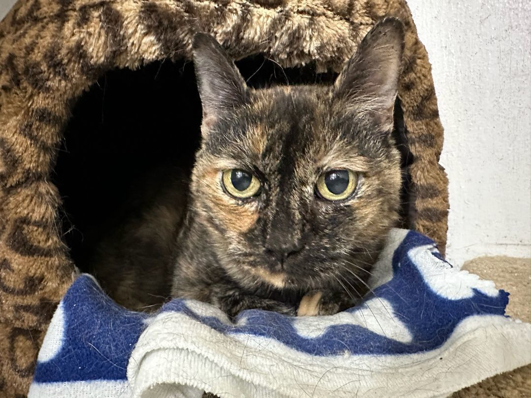 Annie, a Adoptable Domestic Short Hair image 2/4