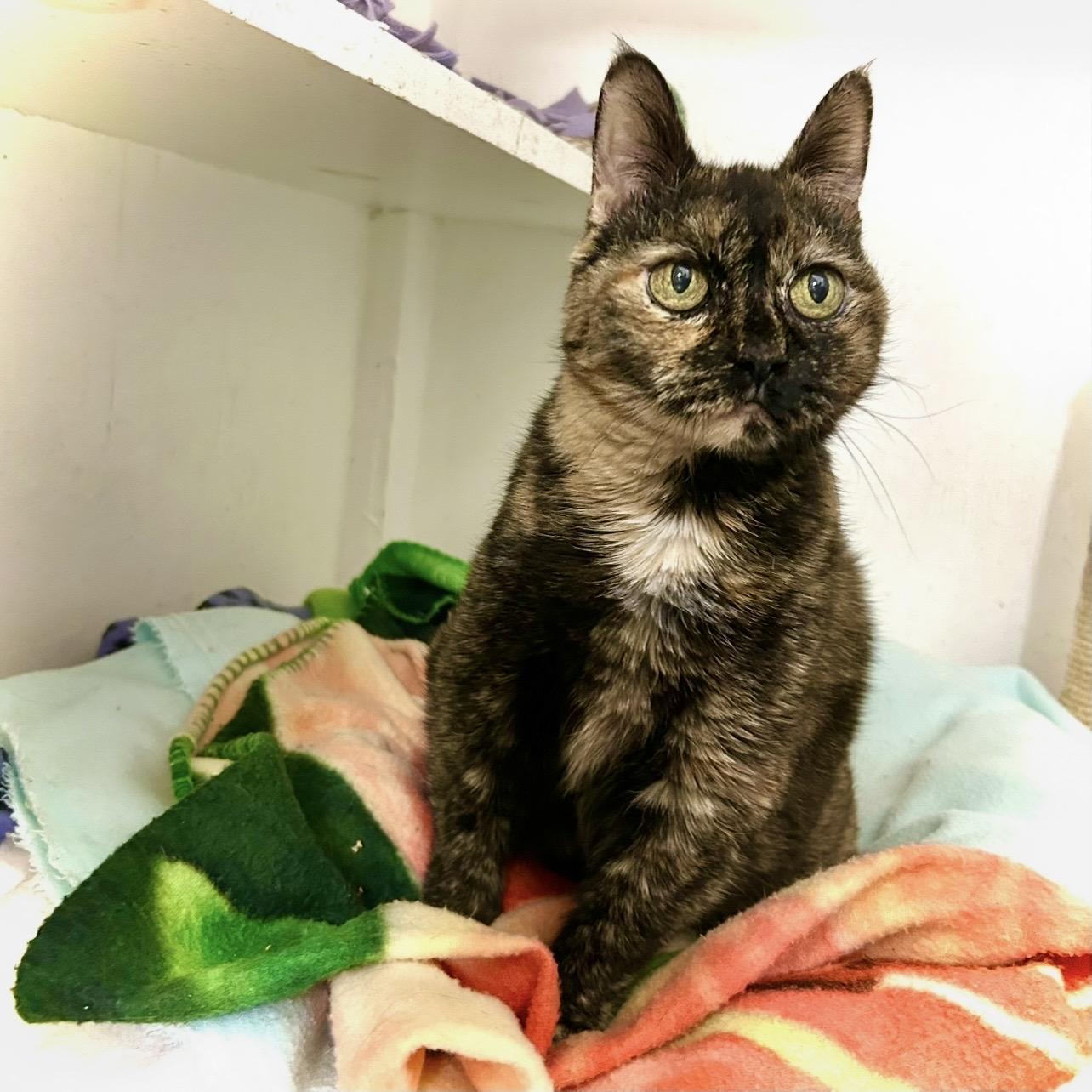 Enlarge Annie, a Adoptable Domestic Short Hair in Edgewood, MD image 4/6