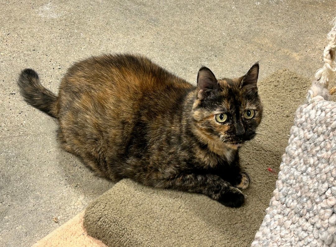 Annie, a Adoptable Domestic Short Hair image 3/4