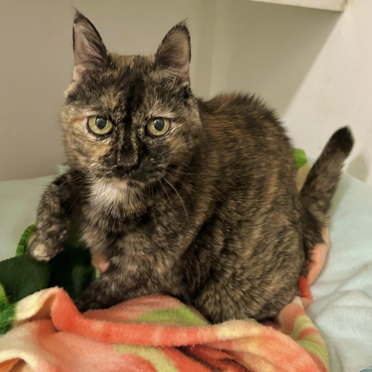 Enlarge Annie, a Adoptable Domestic Short Hair in Edgewood, MD image 1/6