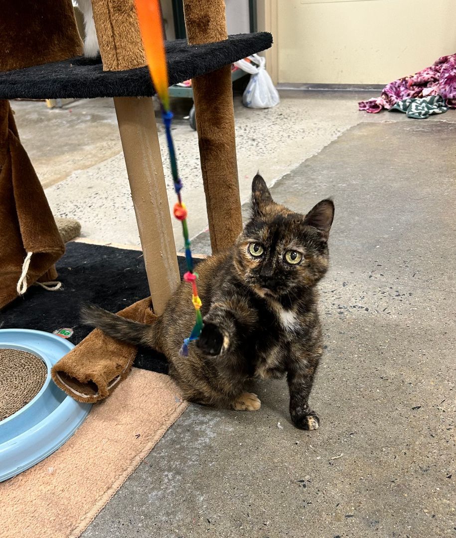 Annie, a Adoptable Domestic Short Hair image 4/4